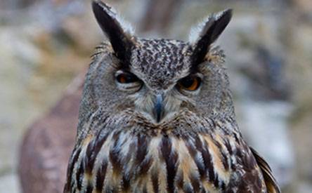 Рынок SEO в эпоху подозрения