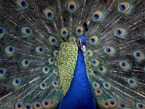 Главная страница похожа на хвост павлина Главная страница похожа на хвост павлина