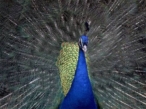 Лэндинг похож на хвост павлина без ярких перьев Лэндинг похож на хвост павлина без ярких перьев